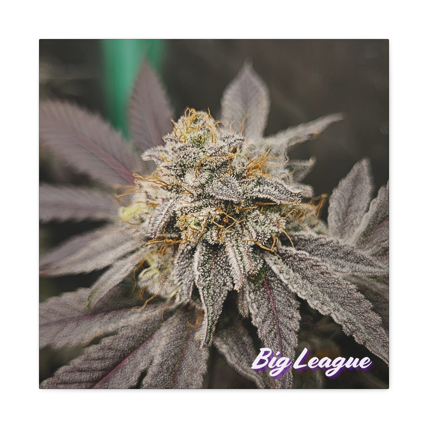 Big League from Square One Genetics