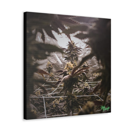 Cannabis tunnel vision canvas print