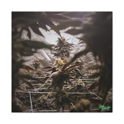 Cannabis tunnel vision canvas print