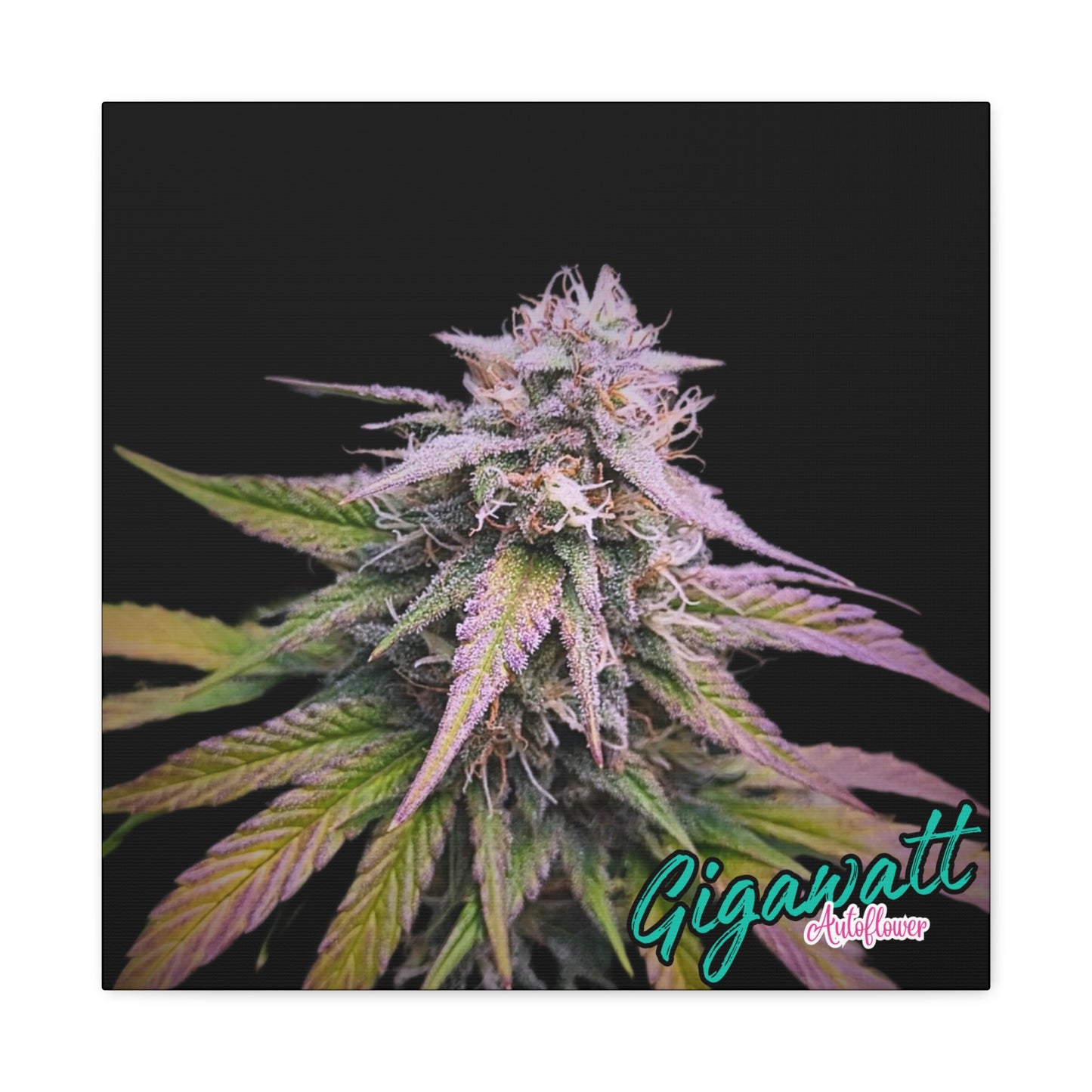 Gigawatt Autoflower canvas print